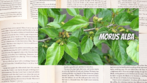 英語版マルベリーの植物素材辞典のアイキャッチ