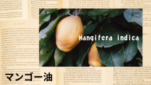 マンゴー油の植物素材辞典のアイキャッチ