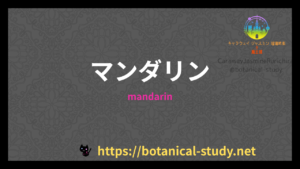 マンダリンのプチ辞典クイズのアイキャッチ