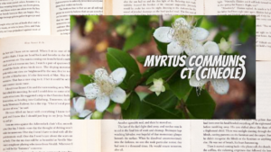 英語版マートルシネオールの植物素材辞典のアイキャッチ