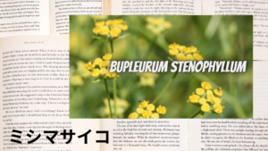 ミシマサイコの植物素材辞典のアイキャッチ