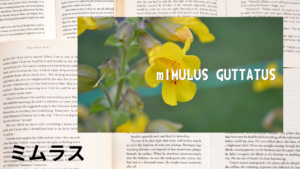 ミムラスの植物素材辞典のアイキャッチ