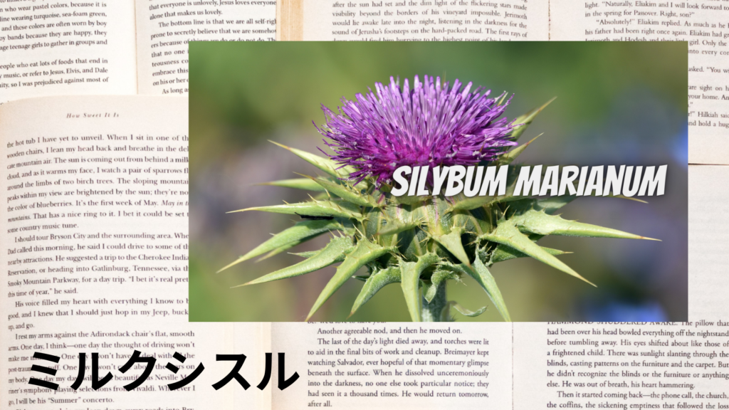 ミルクシスルの植物素材辞典のアイキャッチ