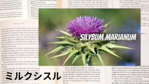 ミルクシスルの植物素材辞典のアイキャッチ
