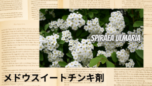 メドウスイートチンキ剤の植物素材辞典のアイキャッチ