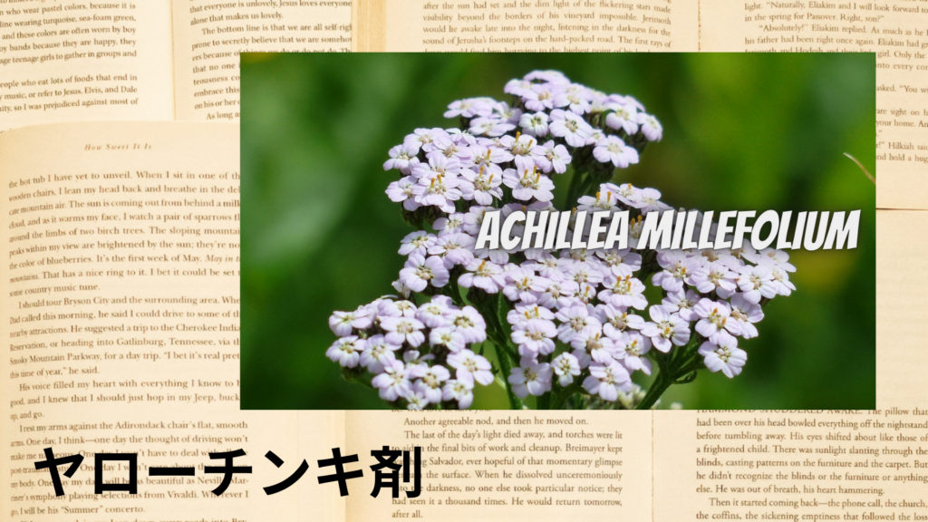 ヤローチンキ剤の植物素材辞典のアイキャッチ