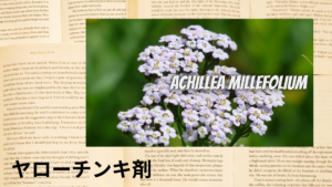 ヤローチンキ剤の植物素材辞典のアイキャッチ