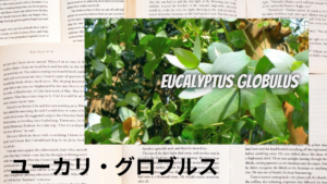 ユーカリ・グロブルスの植物素材辞典のアイキャッチ