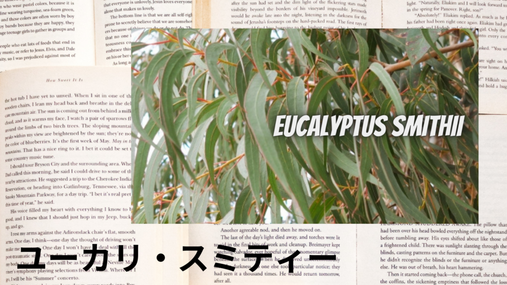 ユーカリスミティーの植物素材辞典のアイキャッチ