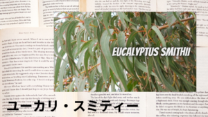 ユーカリスミティーの植物素材辞典のアイキャッチ