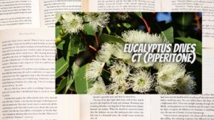 英語版ユーカリディベスの植物素材辞典のアイキャッチ