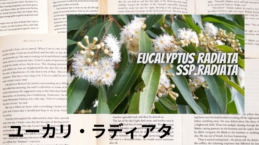ユーカリラディアタの植物素材辞典のアイキャッチ
