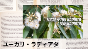 ユーカリラディアタの植物素材辞典のアイキャッチ
