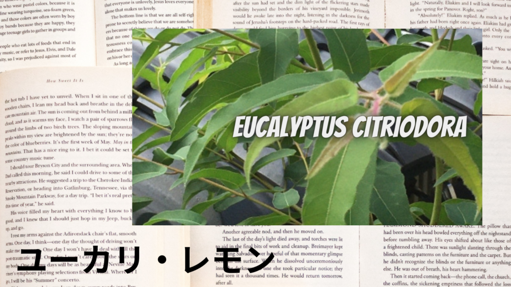 ユーカリレモンの植物素材辞典のアイキャッチ