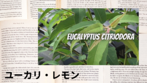 ユーカリレモンの植物素材辞典のアイキャッチ