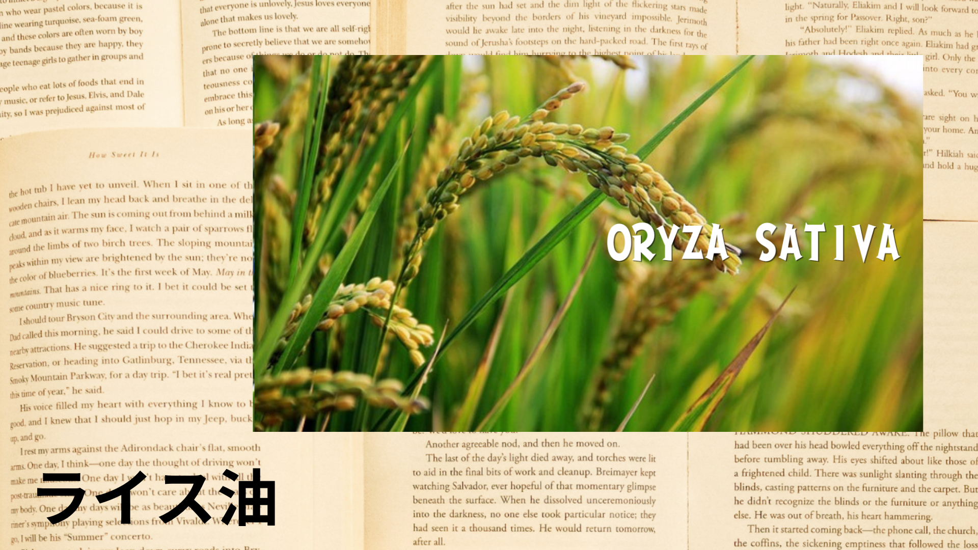 ライス油の植物素材辞典のアイキャッチ
