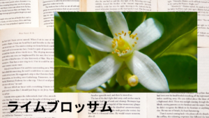 ライムブロッサムの植物素材辞典のアイキャッチ