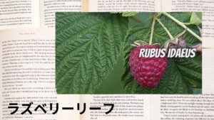 ラズベリーリーフのプチ辞典クイズのアイキャッチ