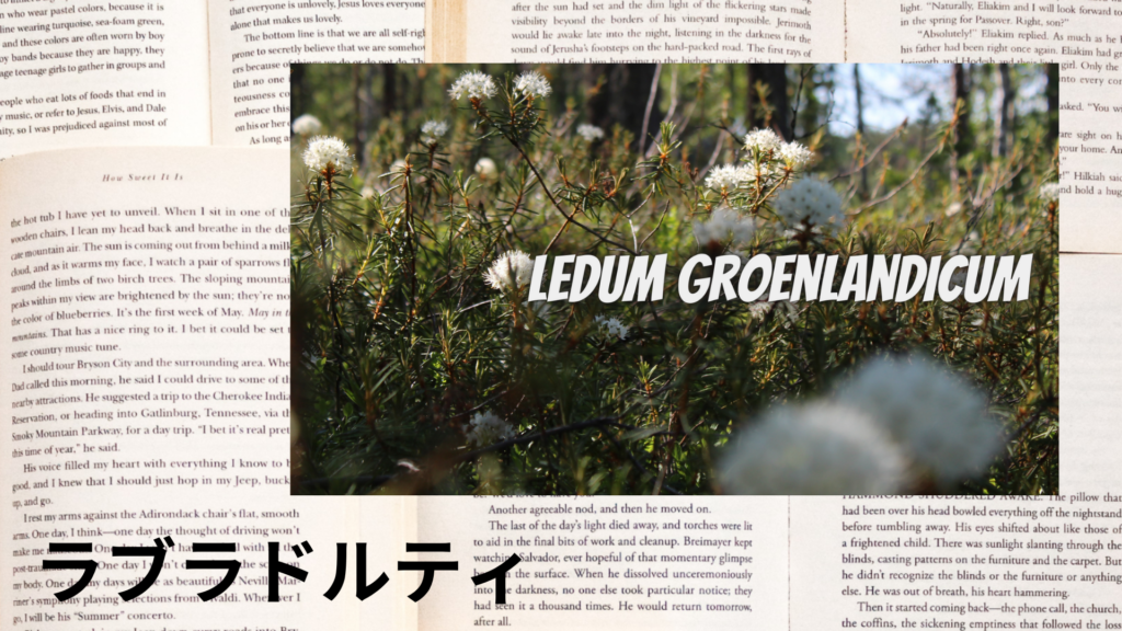 ラブラドルティーの植物素材辞典のアイキャッチ
