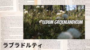 ラブラドルティーの植物素材辞典のアイキャッチ