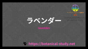 ラベンダーの植物素材辞典のアイキャッチ