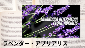 ラベンダー・アブリアリスの植物素材辞典のアイキャッチ