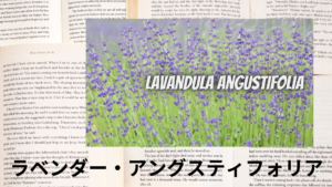 ラベンダー・アングスティフォリアの植物素材辞典のアイキャッチ