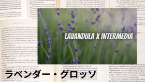 ラベンダー・グロッソのプチ辞典クイズのアイキャッチ