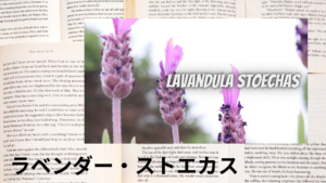 ラベンダー・ストエカスの植物素材辞典のアイキャッチ