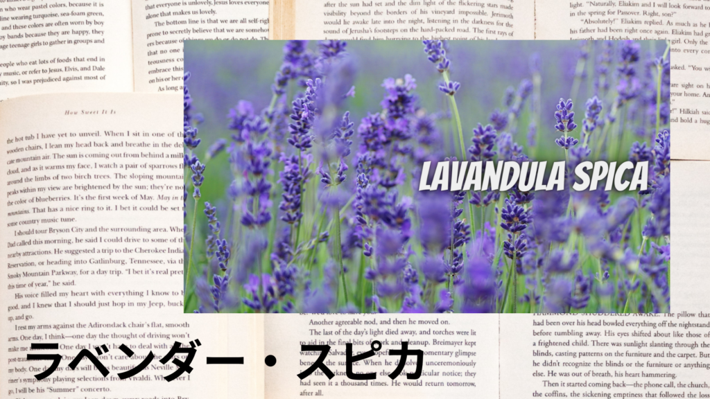 ラベンダースピカの植物素材辞典のアイキャッチ