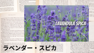 ラベンダースピカの植物素材辞典のアイキャッチ