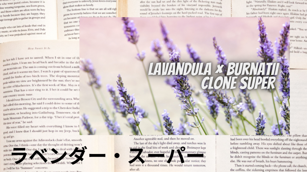 ラベンダー・スーパーの植物素材辞典のアイキャッチ