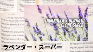 ラベンダー・スーパーの植物素材辞典のアイキャッチ
