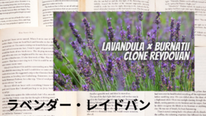 ラベンダー・レイドバンの植物素材辞典のアイキャッチ