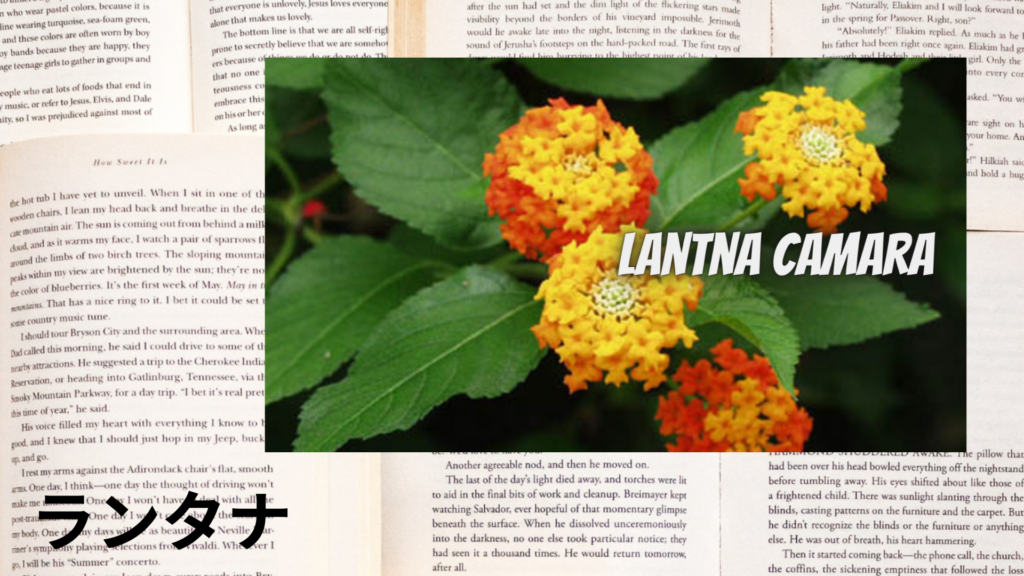 ランタナの植物素材辞典のアイキャッチ