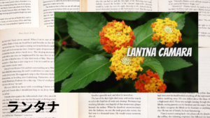 ランタナの植物素材辞典のアイキャッチ