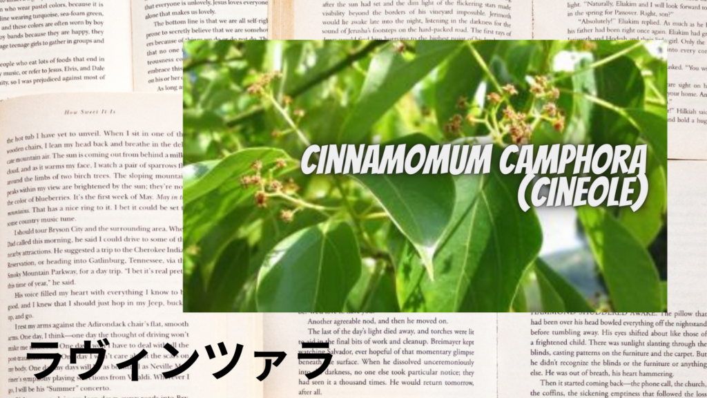 ラヴィンツァラの植物素材辞典のアイキャッチ