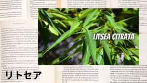 リトセアの植物素材辞典のアイキャッチ