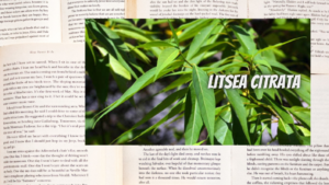 英語語リトセアの植物素材辞典のアイキャッチ