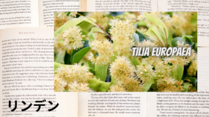 リンデンの植物素材辞典のアイキャッチ