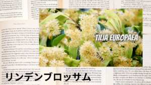 リンデンブロッサムの植物素材辞典のアイキャッチ