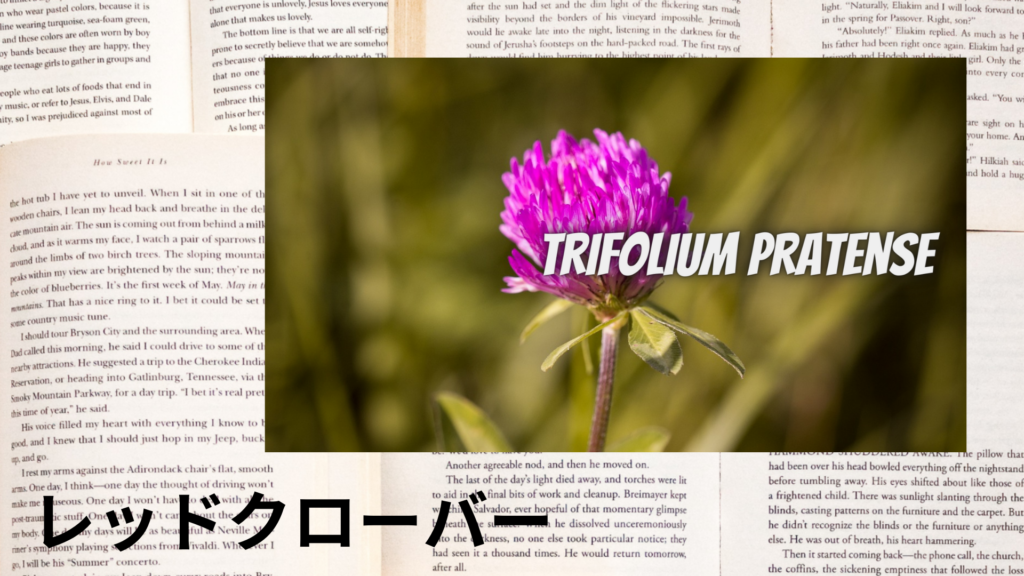 レッドクローバーの植物素材辞典のアイキャッチ