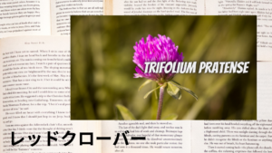 レッドクローバーの植物素材辞典のアイキャッチ