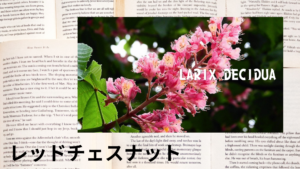 レッドチェストの植物素材辞典のアイキャッチ