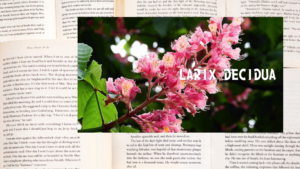 英語版レッドチェストの植物素材辞典のアイキャッチ