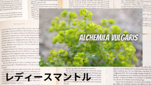 レディースマントルの植物素材辞典のアイキャッチ