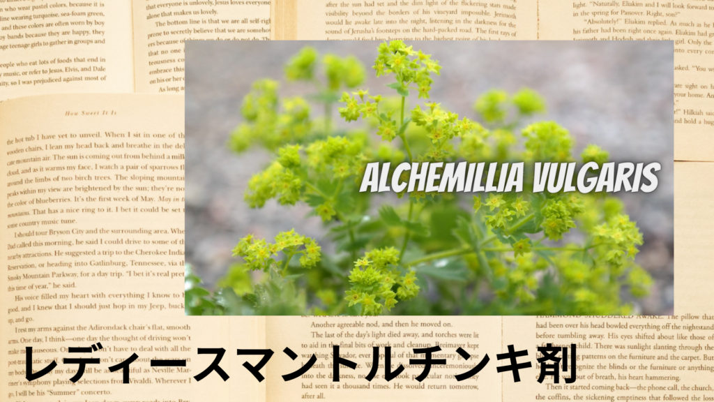 レディースマントルチンキ剤の植物素材辞典のアイキャッチ
