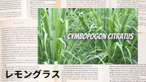 レモングラスの植物素材辞典のアイキャッチ