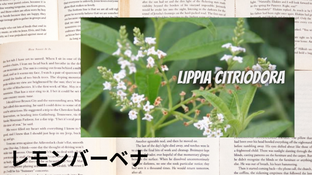 レモンバーベナの植物素材辞典のアイキャッチ