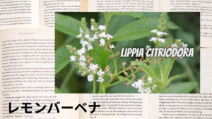 レモンバーベナの植物素材辞典のアイキャッチ